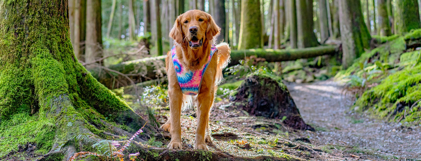 Dog Cooling Vest vs. Cooling Toys: Exploring Different Ways to Keep Dogs Cool with Canada Pooch