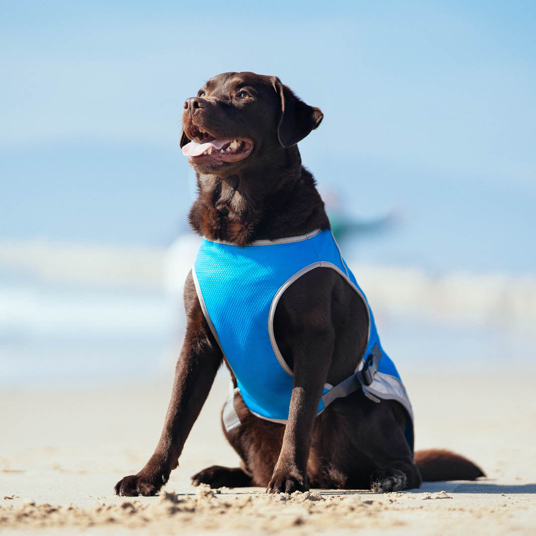 Dog wearing the Chill Seeker Cooling Vest from Canada Pooch