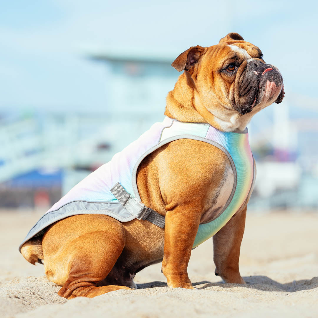 Cool and Confident: Boosting Your Dog's Summer Confidence with a Cooling Vest
