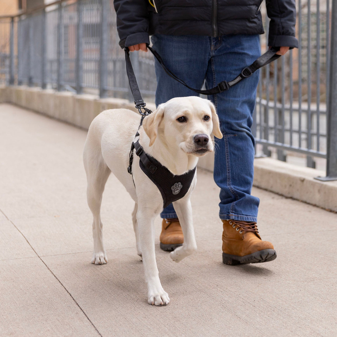 The Ultimate Guide to Choosing the Right Dog Harness