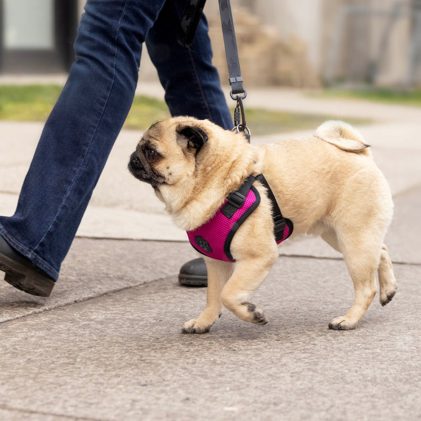 Pug wearing the Easy-On Step-In Harness from Canada Pooch