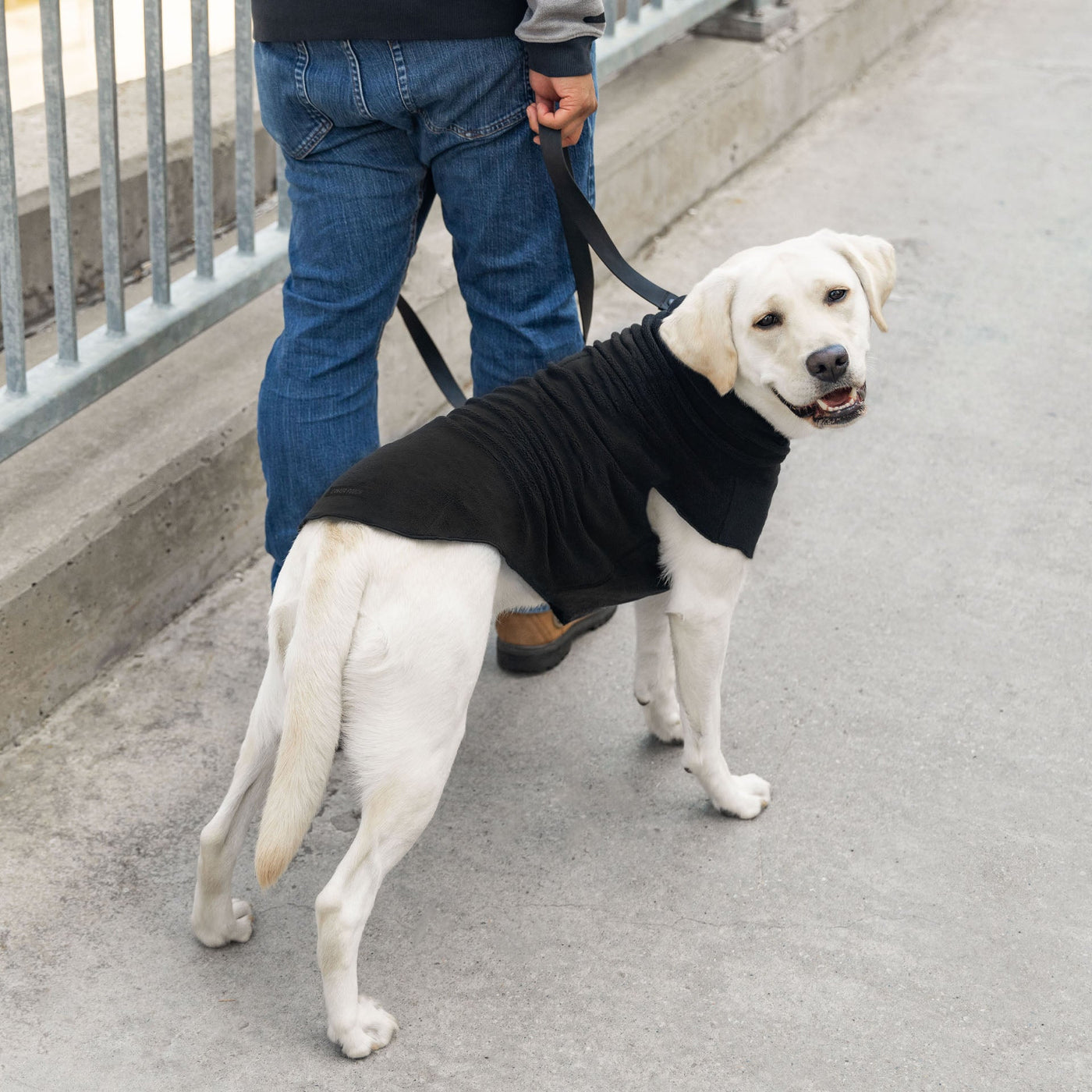 Do Dogs Need Jackets In The Cold Winter Weather?