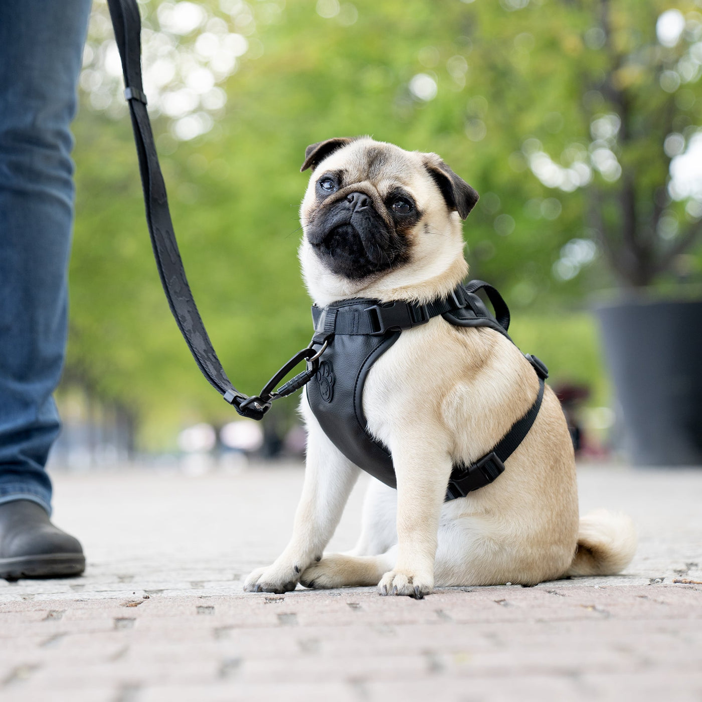 Pug wearing Eco+ Everything Harness from Canada Pooch