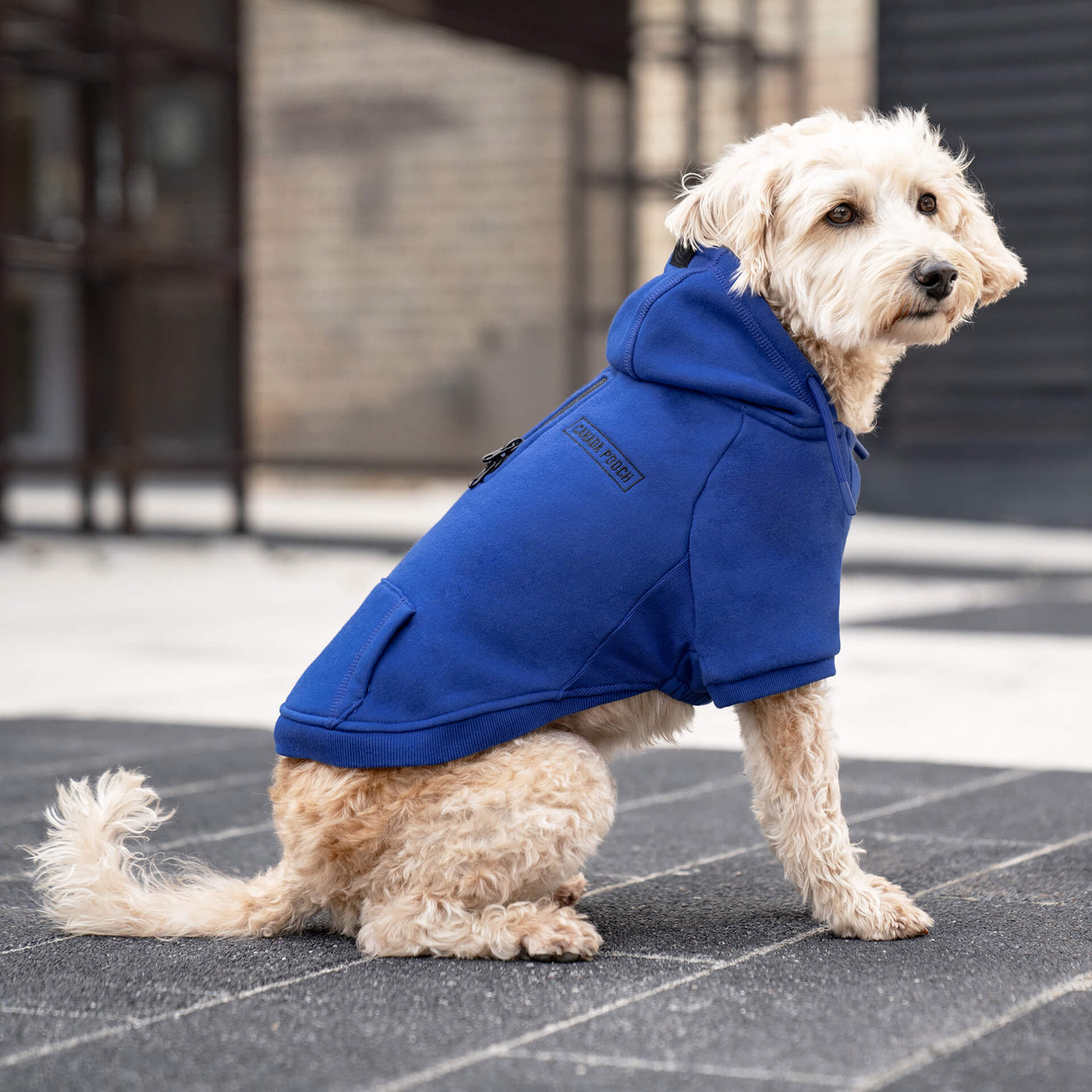 Dog wearing the Eco Everyday Hoodie in blue from Canada Pooch
