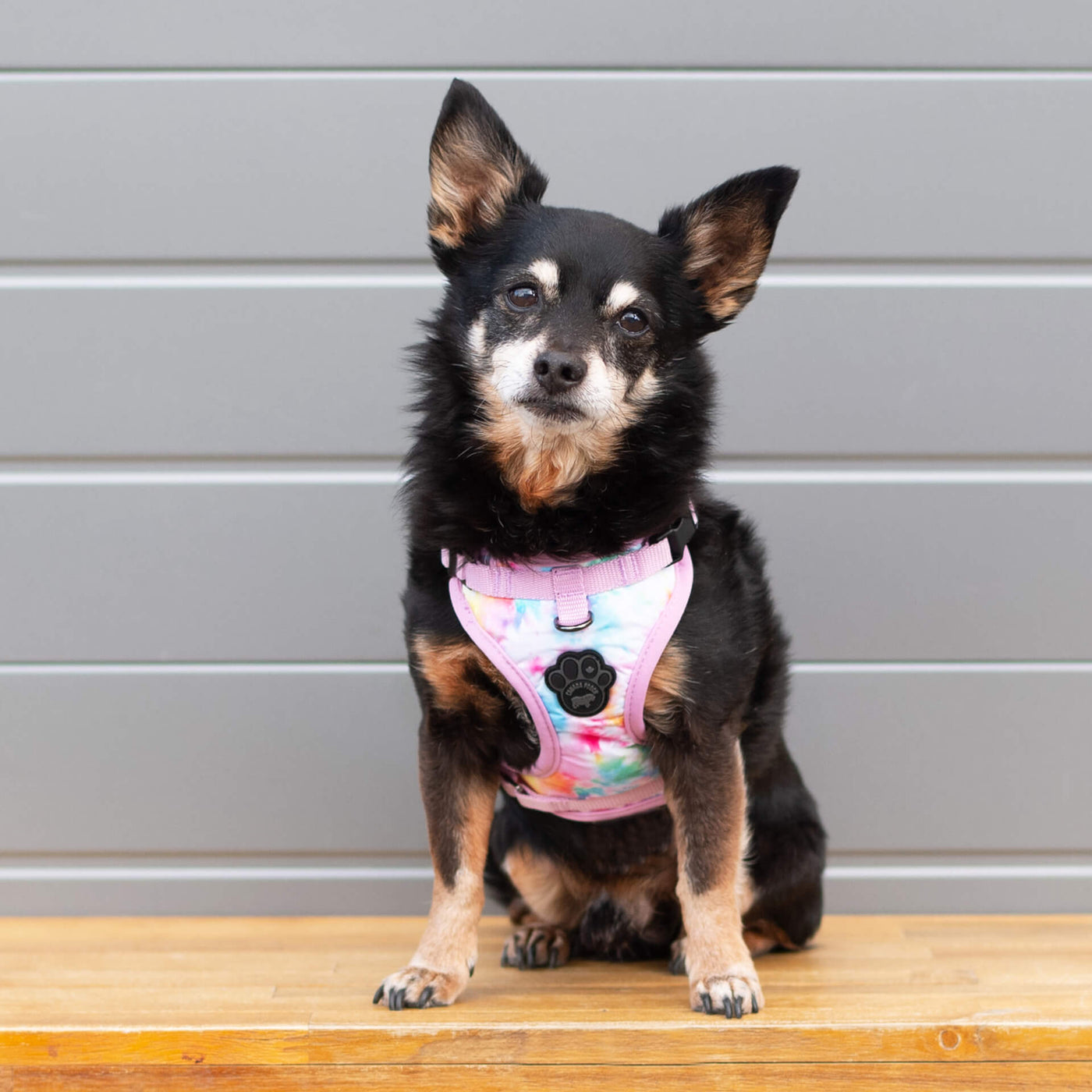 Small dog wearing Canada Pooch Everything Harness Water-Resistant Series in pink tie dye