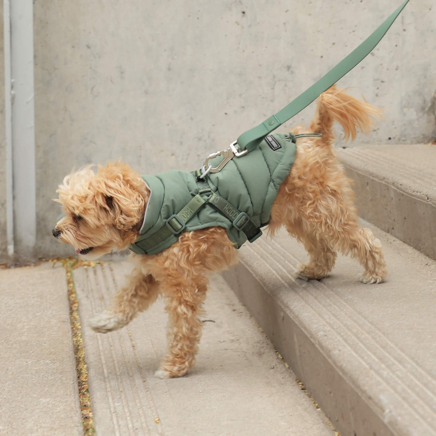 Small dog wearing the Harness Puffer in green from Canada Pooch