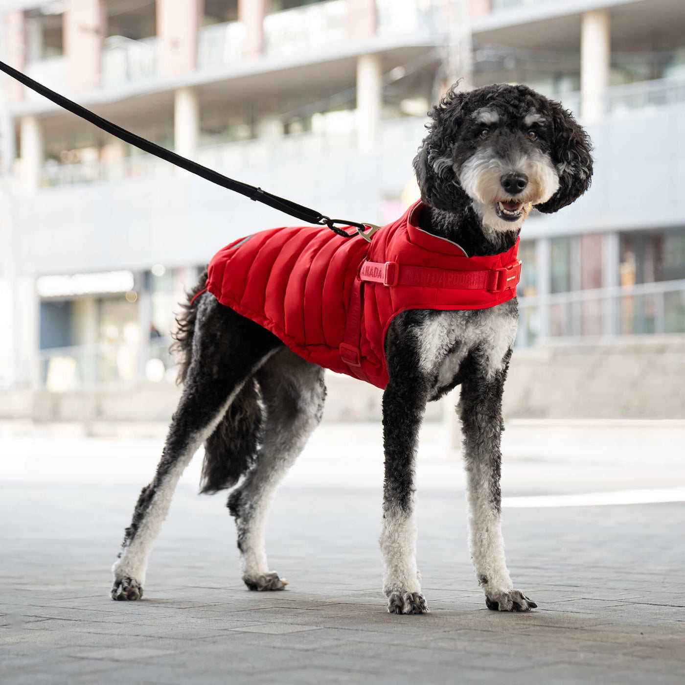 Dog wearing the red Harness Puffer from Canada Pooch