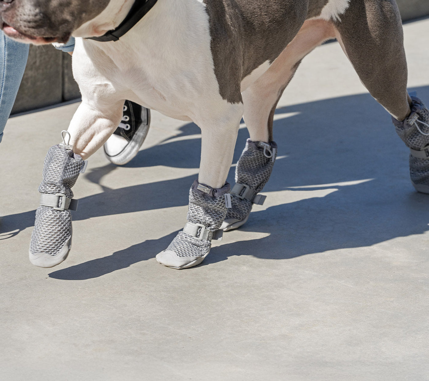 Dog wearing the Hot Pavement Boots from Canada Pooch