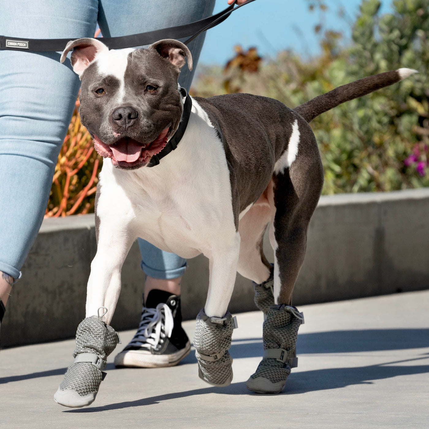 Dog wearing the Hot Pavement Boots from Canada Pooch