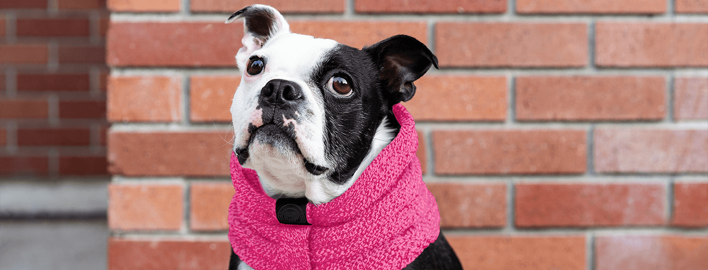 How to Help Your Dog Wear Clothes & Feel Comfortable