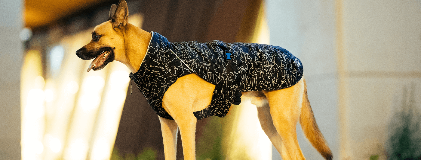 The Best Large Dog Clothes For Every Season