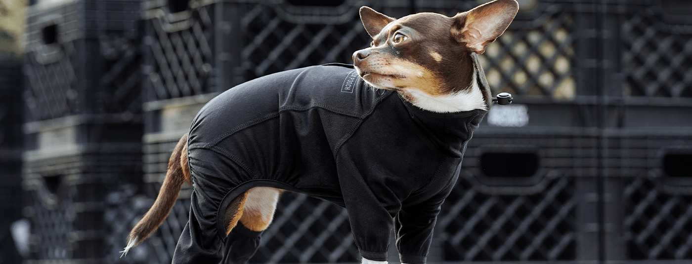 How to Choose The Best Dogs Onesies and Pajamas