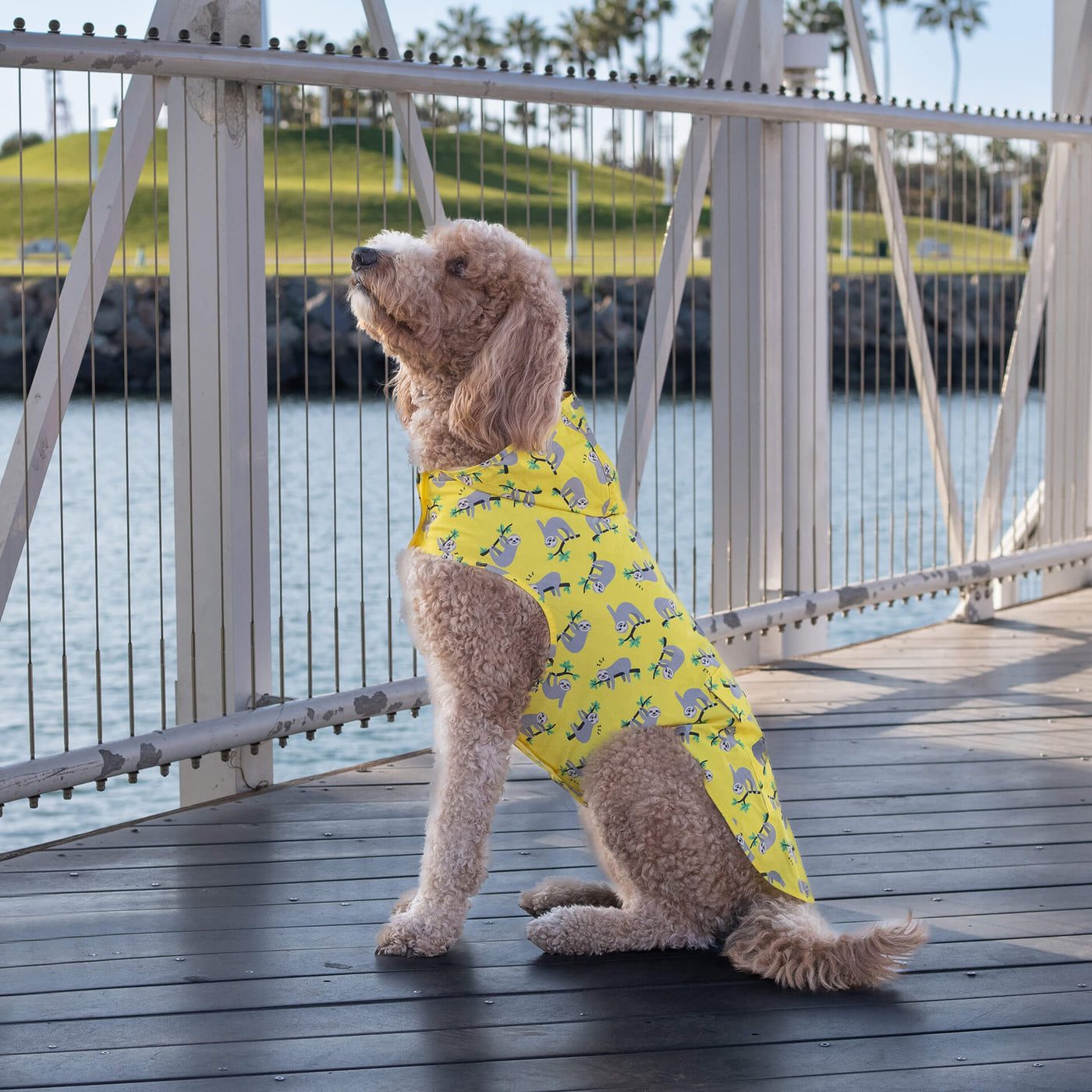 Unleash the Rainy Day Adventure with Canada Pooch Dog Raincoats