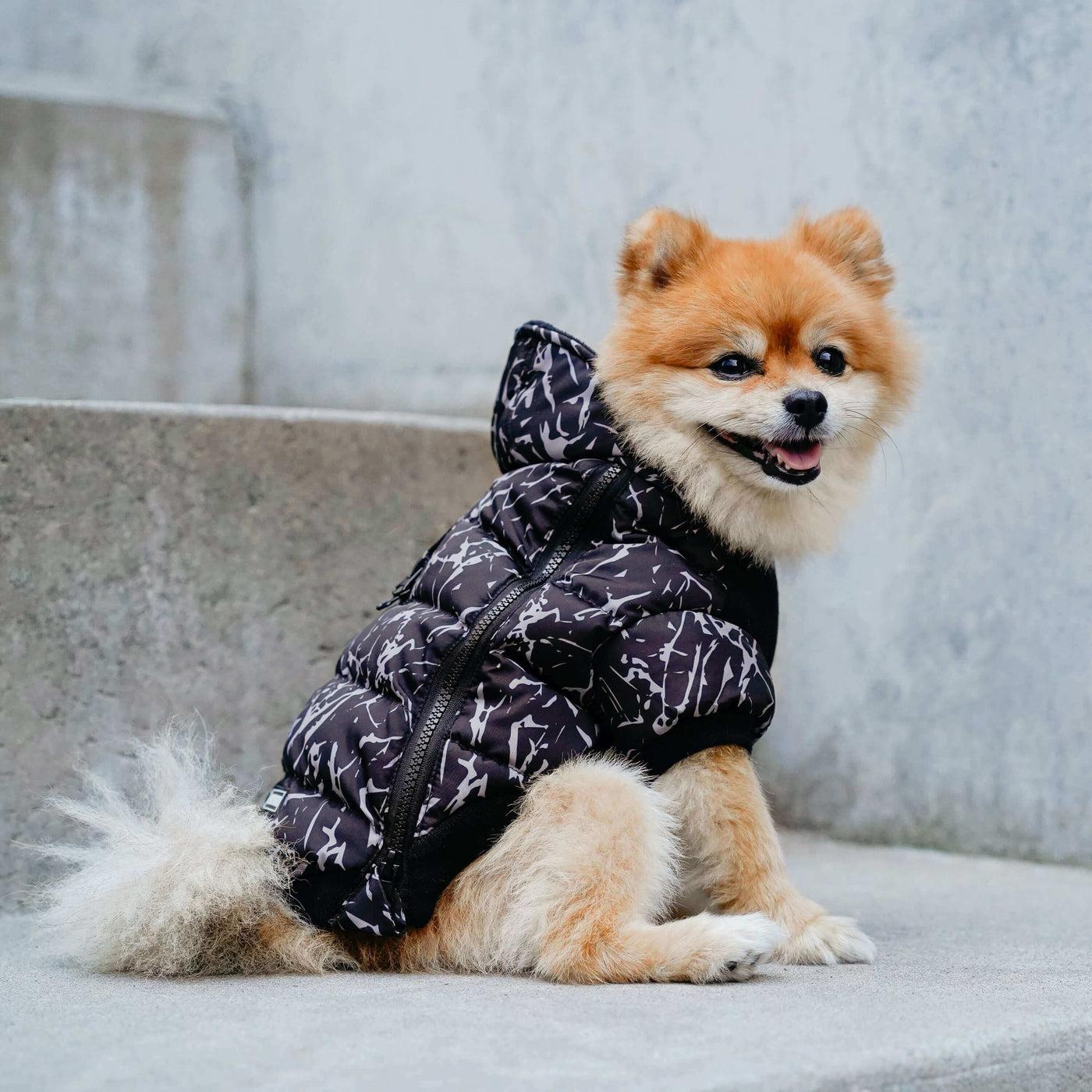 Small dog wearing the Prism Puffer from Canada Pooch
