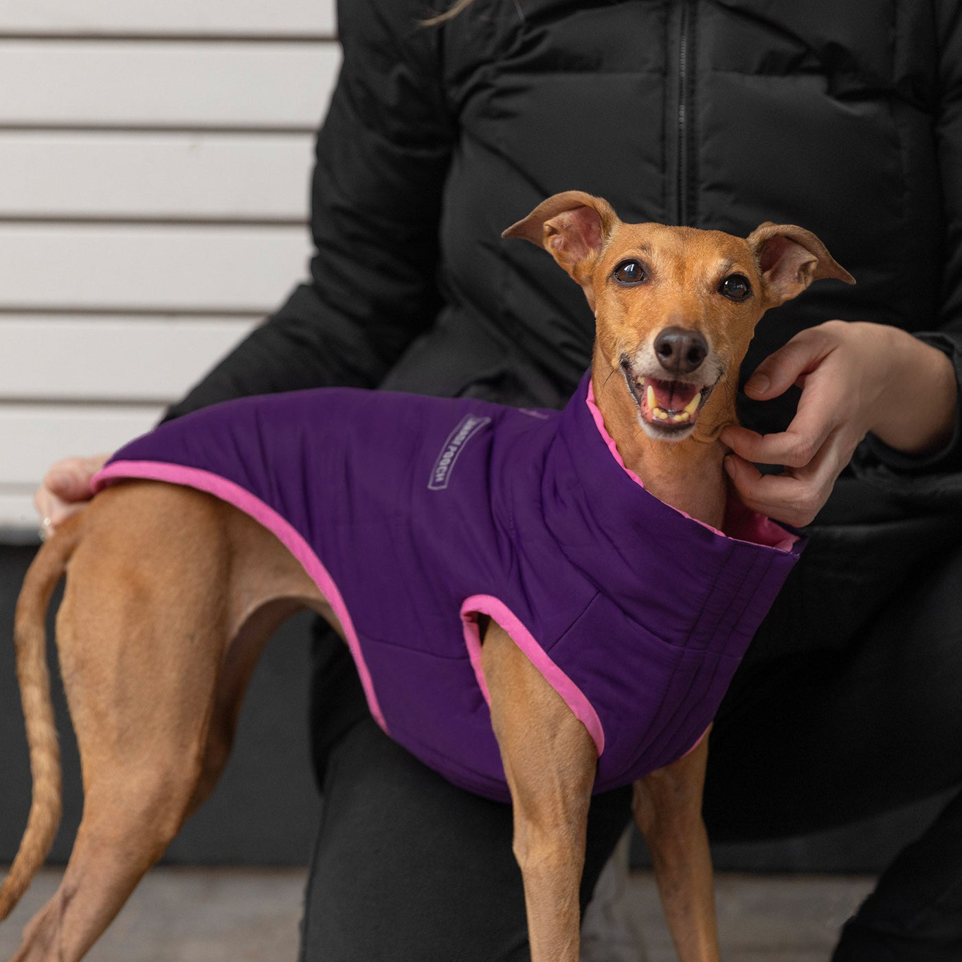 Dog wearing Canada Pooch Reversible Puffer Vest in pink and purple