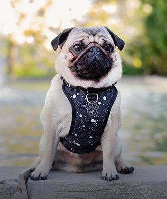 Pug wearing Everything Harness Water-Resistant Series from Canada Pooch