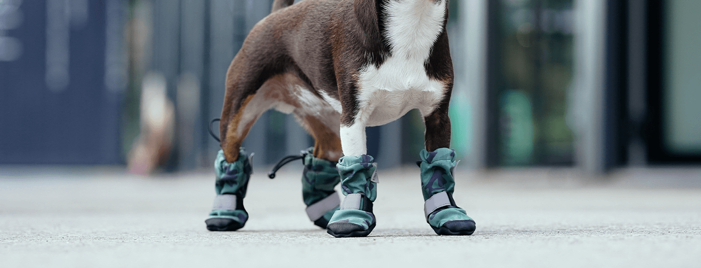Why Does My Dog Need Snow Boots?