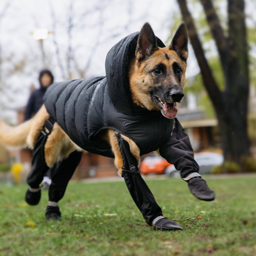 5 Tips for Cleaning and Caring for Your Dog’s Suspender Boots