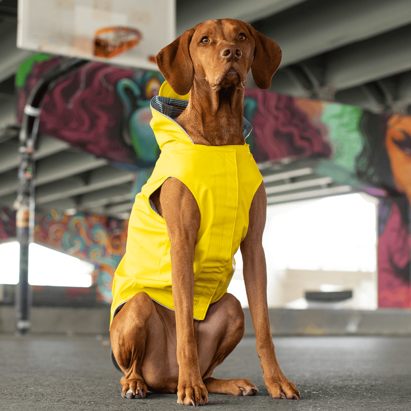 The Comprehensive Guide to Equipping Your Dog with the Perfect Raincoat