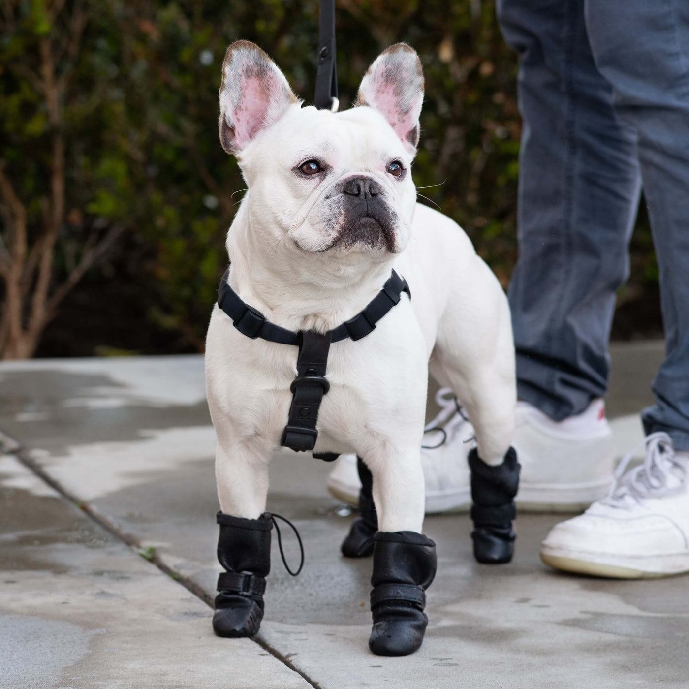 The Top Benefits of Waterproof Dog Rain Boots