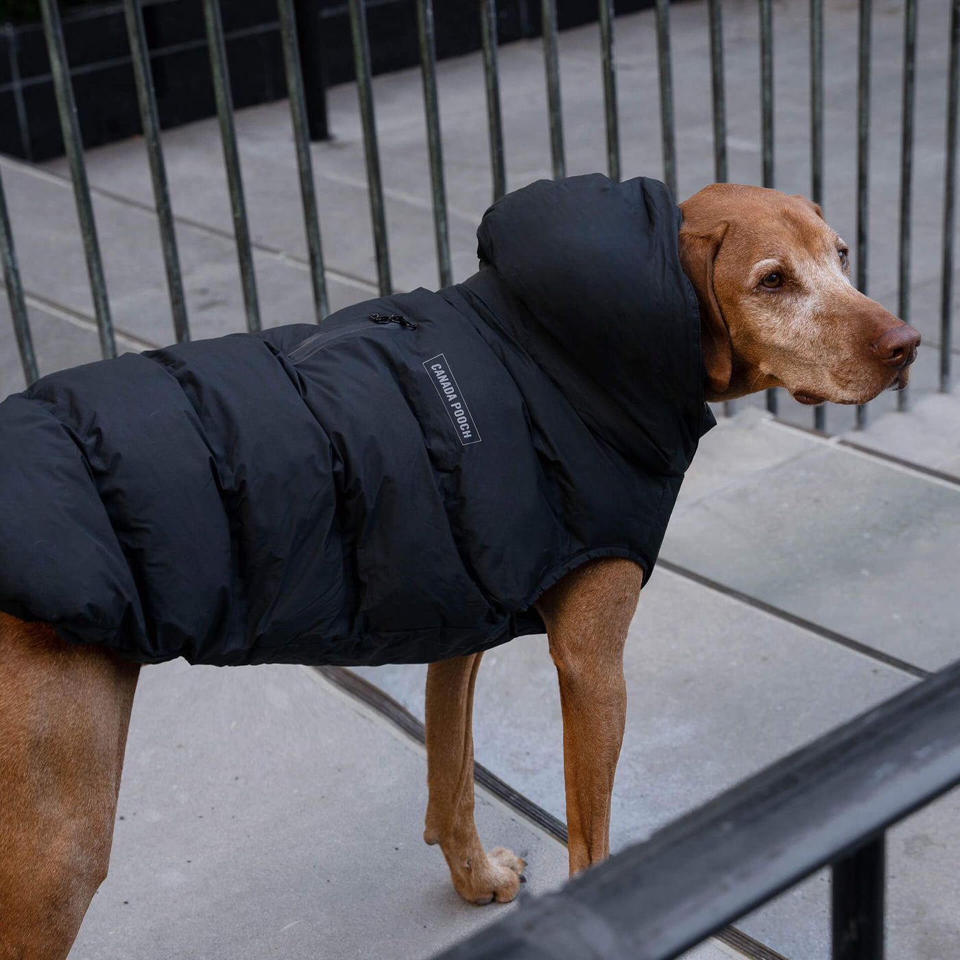 Do Dogs Need Waterproof Coats?