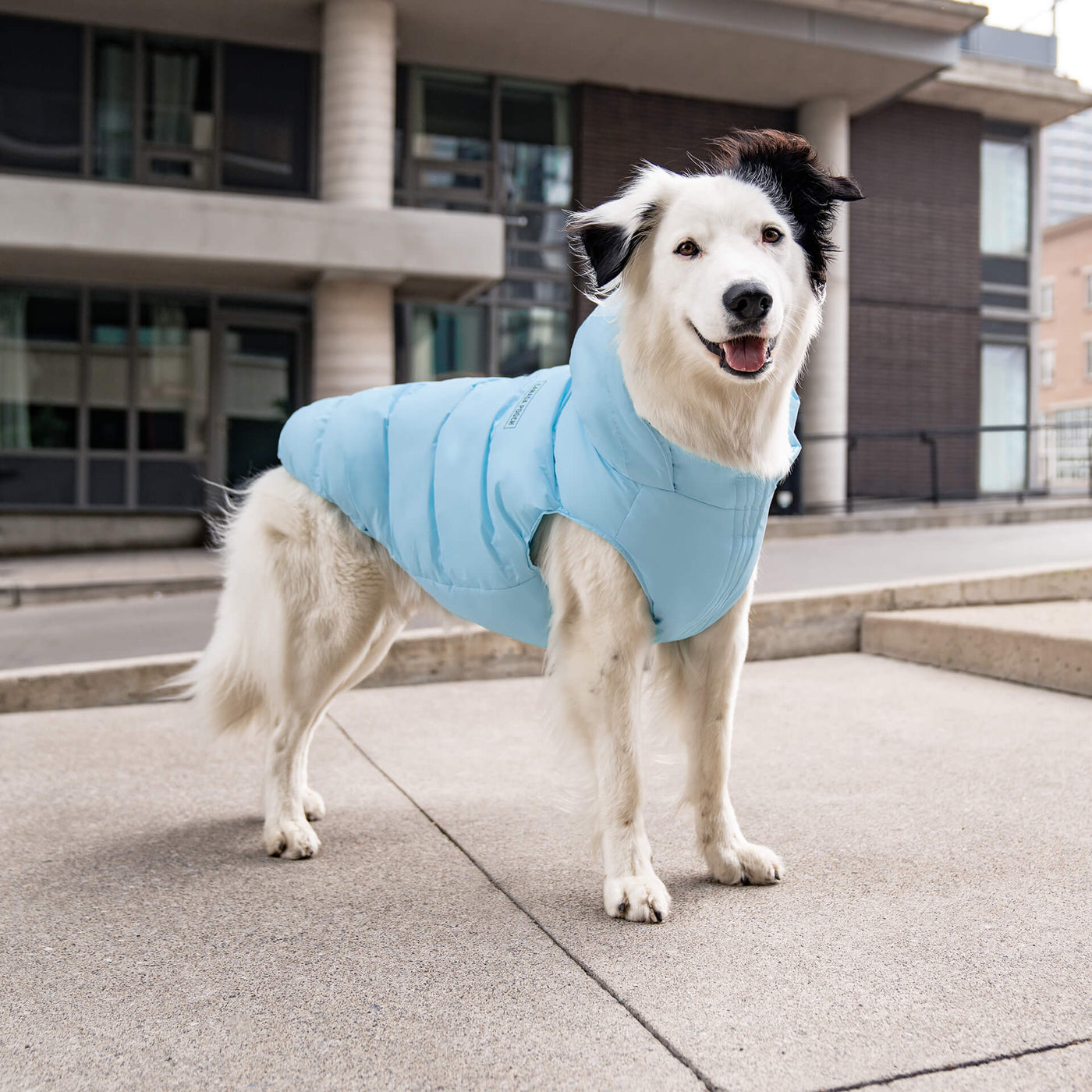 Dog wearing the Waterproof Puffer in ice blue from Canada Pooch