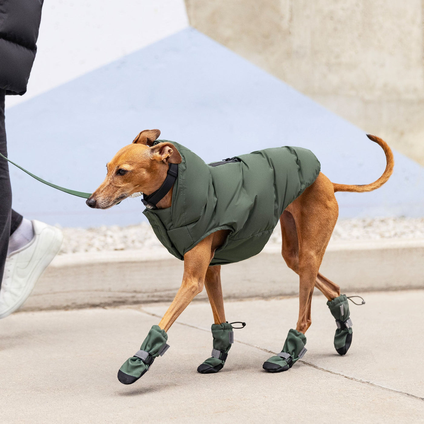 Choosing the Right Waterproof Jacket for Your Dog