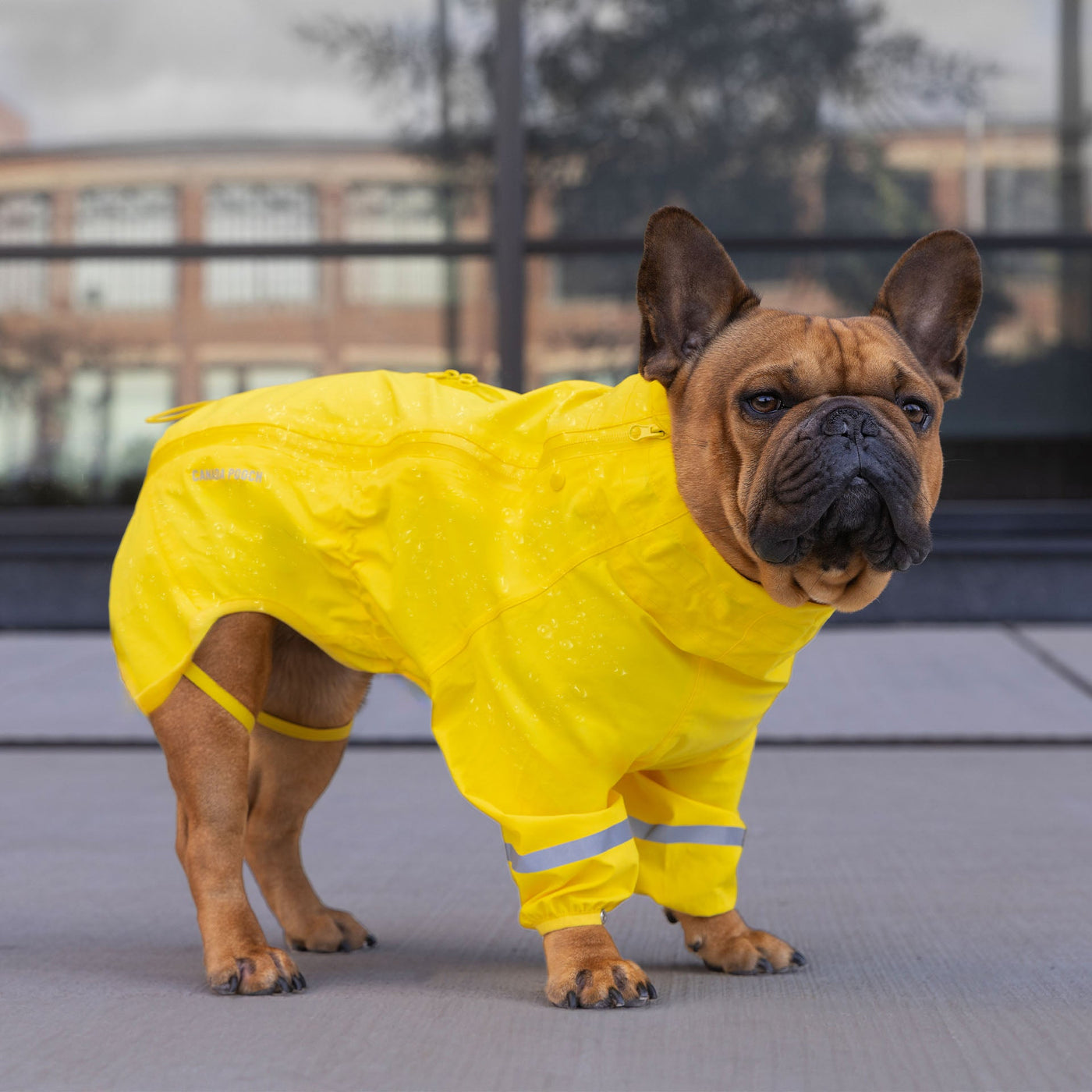 Small dog wearing the Waterproof Raincoat from Canada Pooch