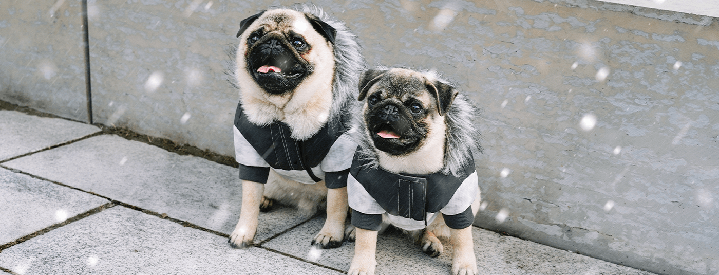 How to Dress  Your Dog for Winter Weather Based on Their Breed