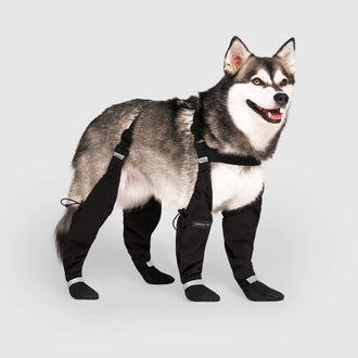 Suspender Boots in Black, Canada Pooch Dog Boots|| color::black|| size::3|| name:: Kai the Klee Kai|| weight::26|| style::2|| background::#E6E6E6|| text::#000