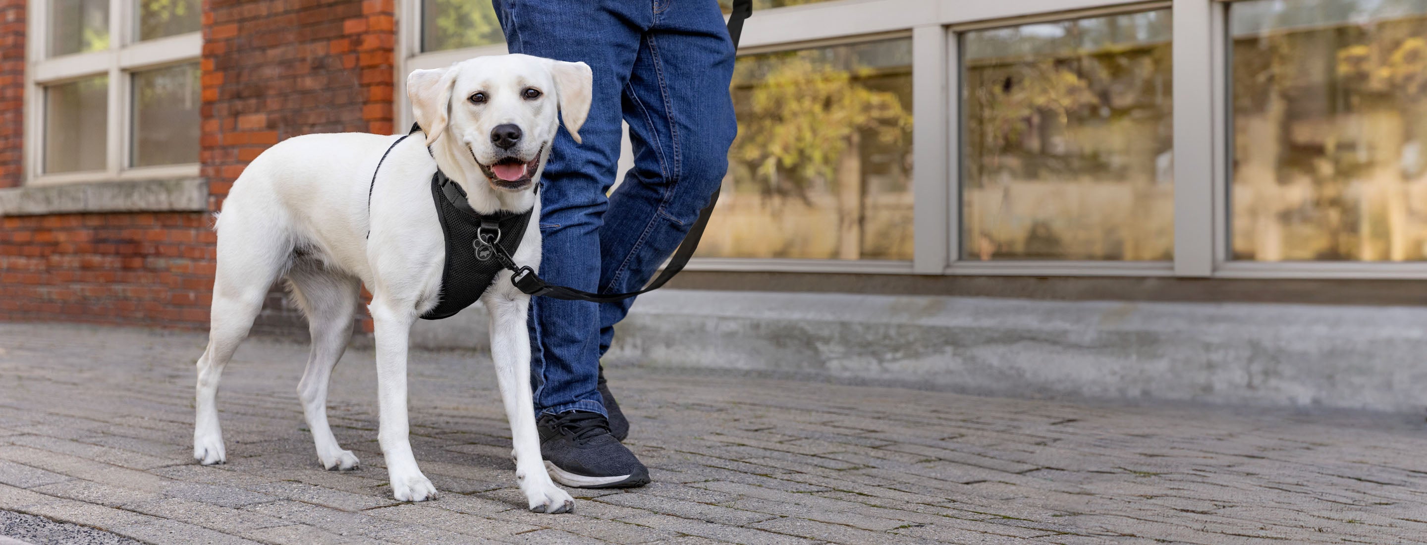 Large dog wearing the Everything Harness series from Canada Pooch