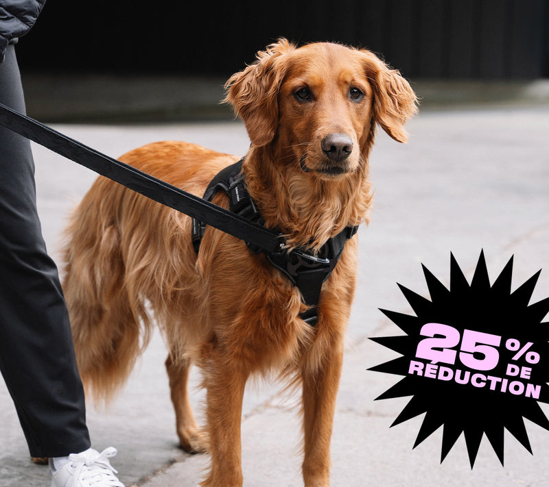 Harnais de contrôle complet