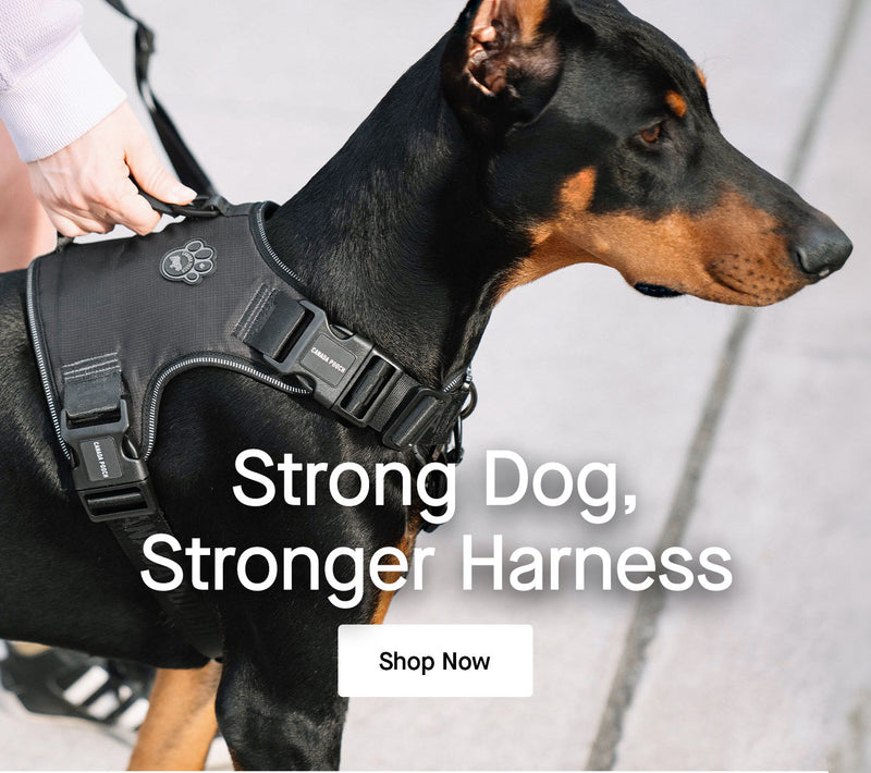 Dog wearing the Complete Control Harness from Canada Pooch