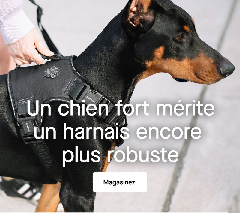 Chien portant le gilet de sauvetage Wave Rider de Canada Pooch