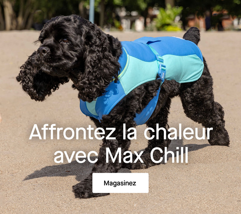 Chien portant d'Harnais de refroidissement Max Chill de Canada Pooch