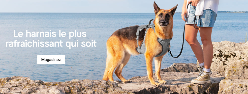 Petit chien portant une combinaison de neige Canada Pooch noire