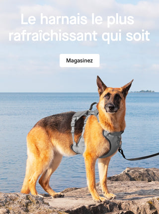 Petit chien portant une combinaison de neige Canada Pooch noire