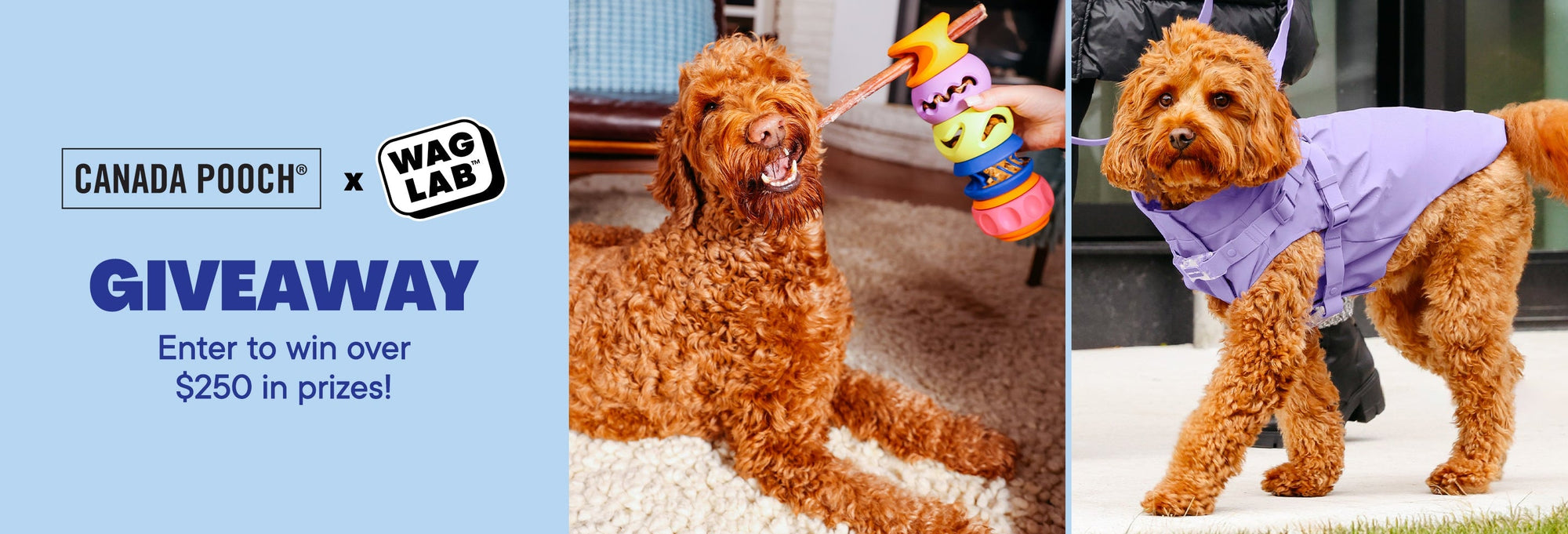 Enter our Canada Pooch and WAGLAB Giveaway contest for a chance to win prizes