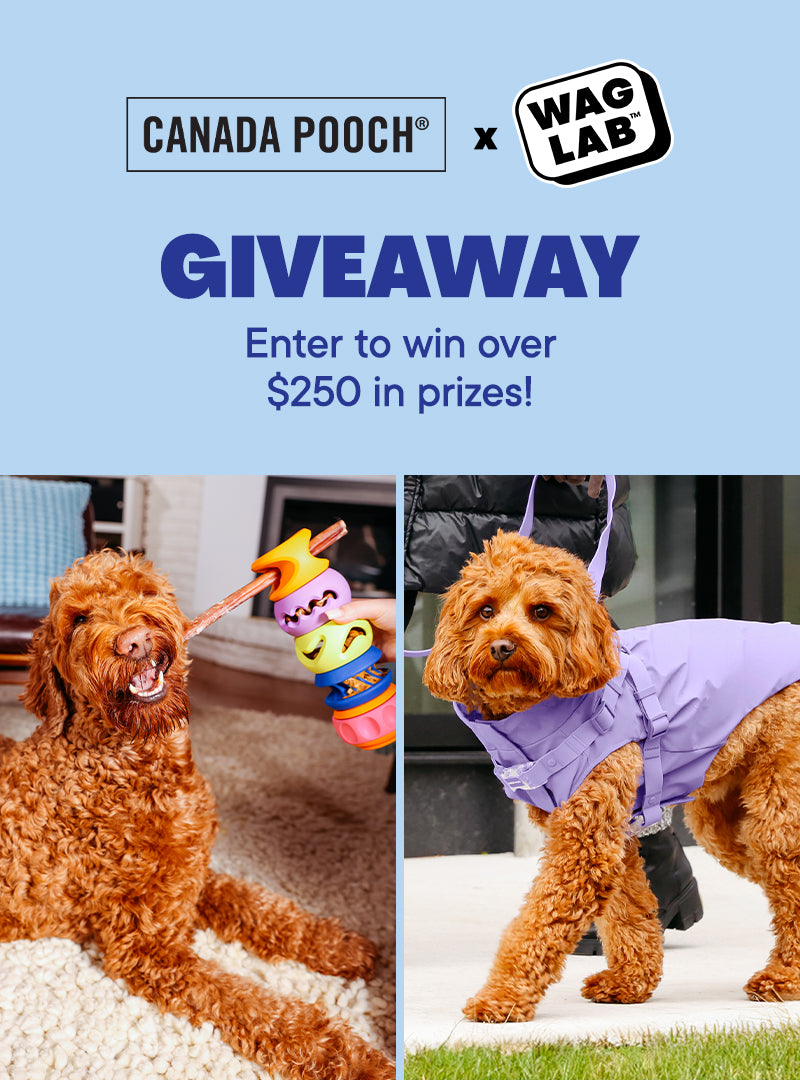 Enter our Canada Pooch and WAGLAB Giveaway contest for a chance to win prizes