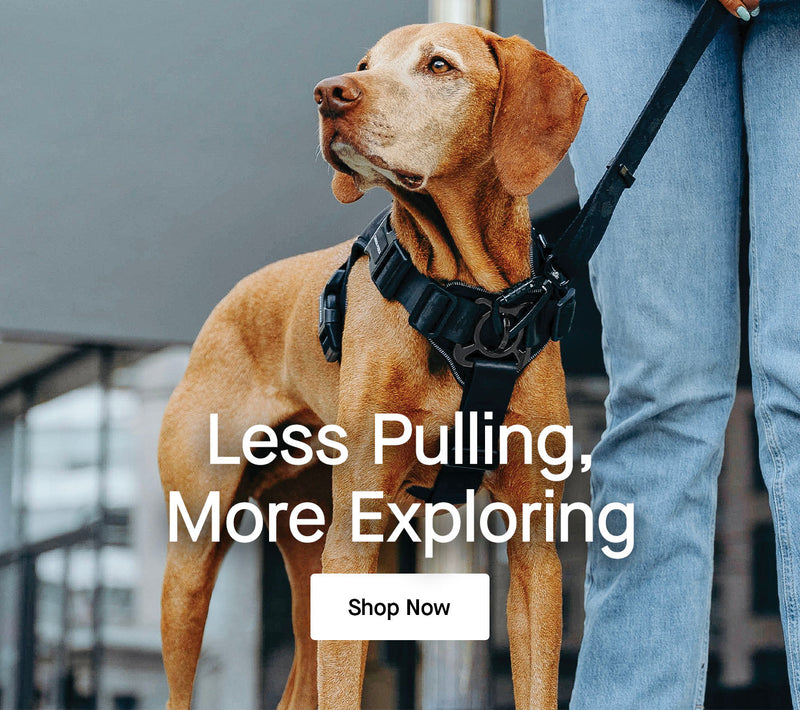Dog wearing the Complete Control Harness from Canada Pooch