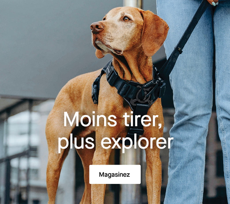 Chien portant le gilet de sauvetage Wave Rider de Canada Pooch
