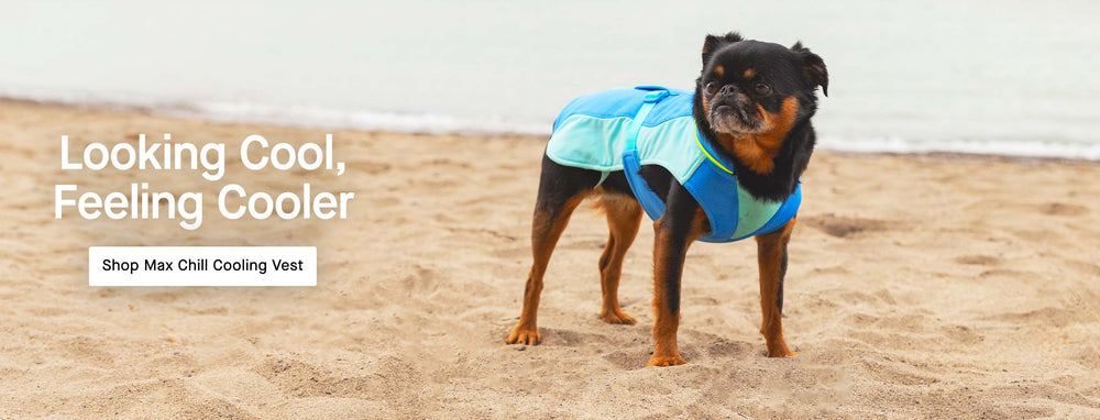 Dog wearing the blue Max Chill Cooling Vest from Canada Pooch