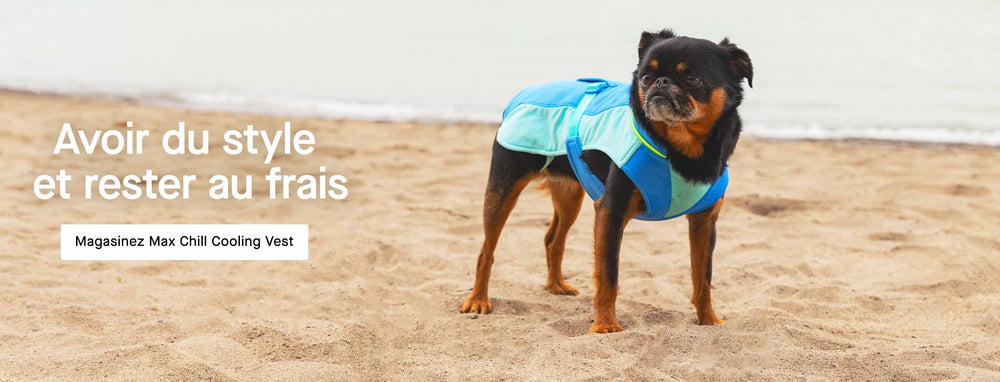 Petit chien portant une combinaison de neige Canada Pooch noire