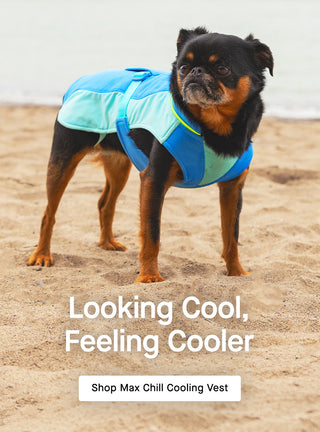Dog wearing the blue Max Chill Cooling Vest from Canada Pooch