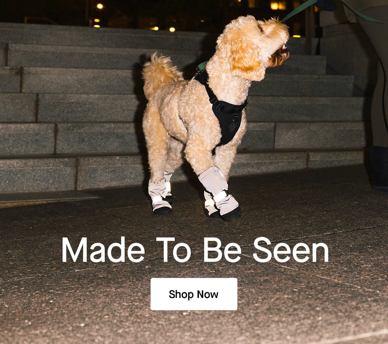 Dog wearing reflective Soft Shield Boots from Canada Pooch