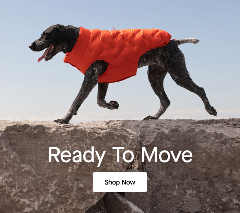 Dog wearing a waterproof sport puffer from Canada Pooch
