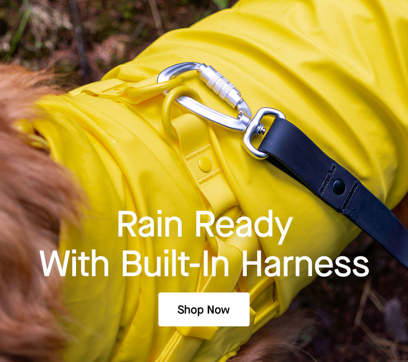 Dog wearing the yellow Harness Raincoat from Canada Pooch