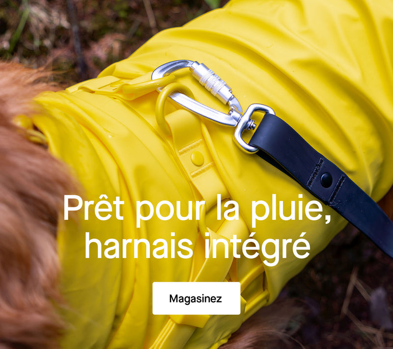Chien portant un harnais de controle complet noir Canada Pooch