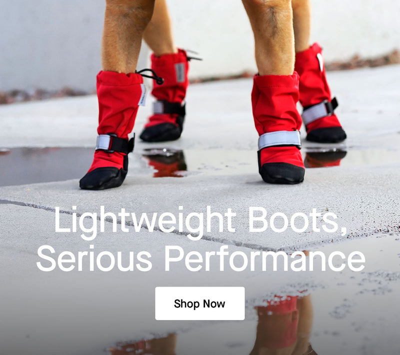 Dog wearing the Soft Shield Boots from Canada Pooch
