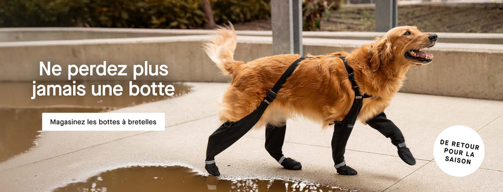 Chien portant un harnais de controle complet noir Canada Pooch